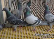 ���ڸ�Ϊʲô�ܱȱ��ظ�Ư����
