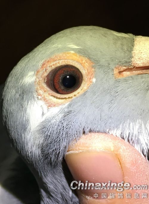 �ֻ��ĸ���