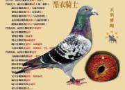 ������ʿ �ųǴ��棡