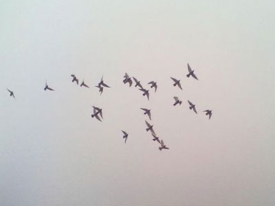 �������رȣ������谭����鳲