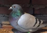 ��صĹ������ʳӻԾ�ϱ��