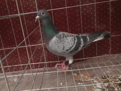 �ֲ�������֮ĸ ������ֻȫ����