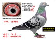 �ӱ���ˮ����500Ԫ���رȸ�����¯(ͼ)