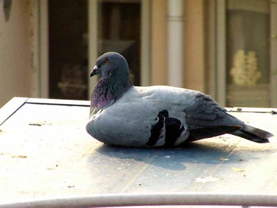 �����ڡ�����ӡ�����ë�γ��Ⱦ