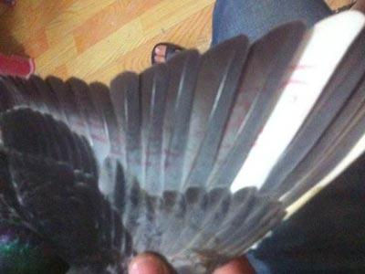 ʦ�����Ҹ�������