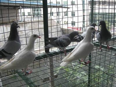 ��ս�Ű��������ѷ�˼ʧ��֮��