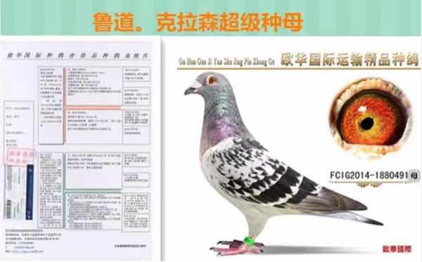 ר��ɽ���ֵܸ����Ԫ��(ͼ)