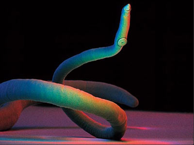 ������Ƹ�������������棿