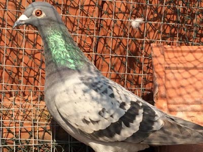 ɹɹ�ҵ�ֱ��ֱ�¸�(ͼ)