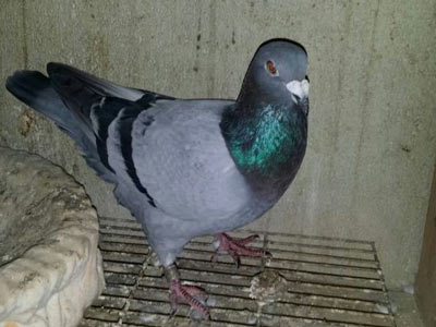 �����������棡�Ϻ�½���¶�ǧ����4��