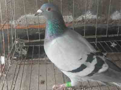 �����ƺ����������������ж����ָ�