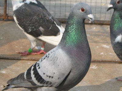 ���ֲ���һ��������