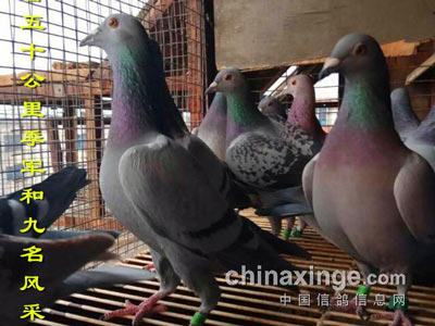 ��������д����֮·���ɼ̹�