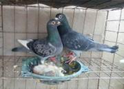 �����Ŵ���Ĳ���С��