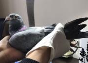 �ø�һ�� һ�����