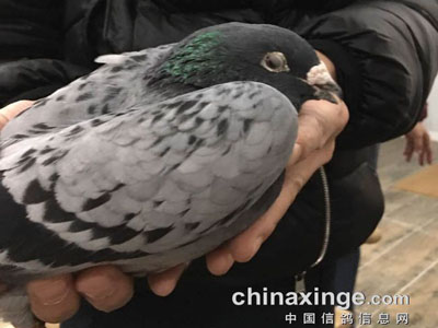 �����롰���ߡ����� 20������������ޣ�ͼ��