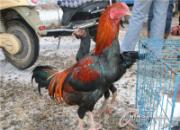 ��ͼ���ͣ��½��������ͬ���жԱ�