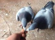 ���ֱ����������ȶ�����Ŀ��