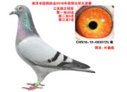 �Ͼ��رȽ��룺���ƶ�󽱽�C��ھ�