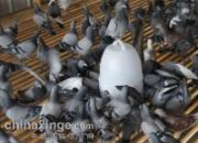 �ξ������ù�Ч�뱣�淽��