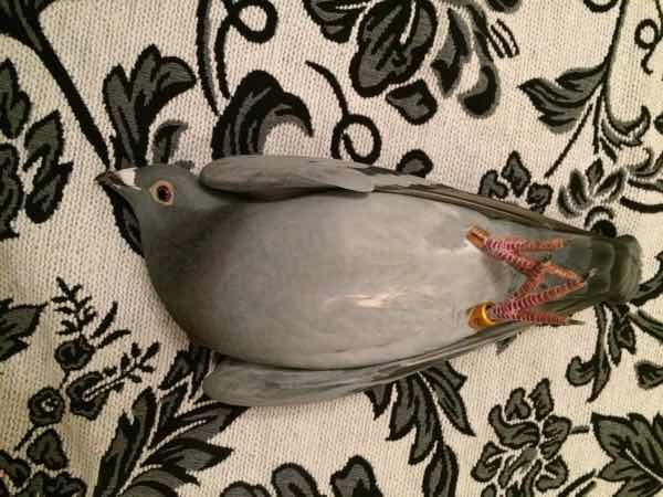 �����ƽ������ã�