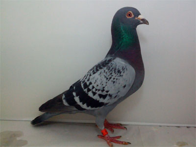 ��нС�����������������