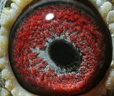 ��ͫ�������� ��Ϊ���ۿ�(ͼ)