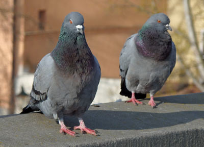 ʫ�ʡ����������