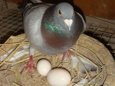 ���ۣ�ͷ�ѵ���Ҫ��Ҫ��