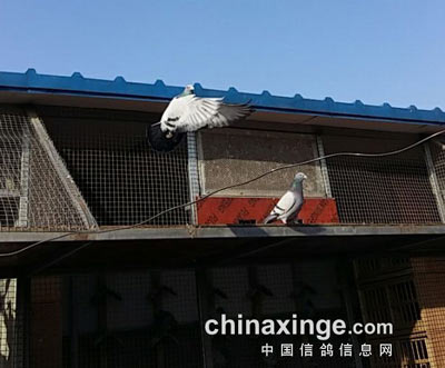 ����ʫ�����ͣ������µ�����