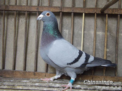 �ù����������ھ������̺�