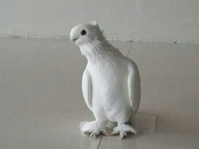 û��Ѫͳ̸ɶ���룿