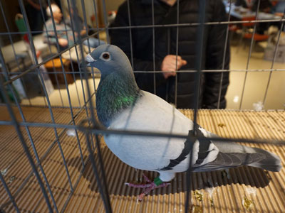 ���ô�ʡ���ϻ�Ʒ���� ��������զ����