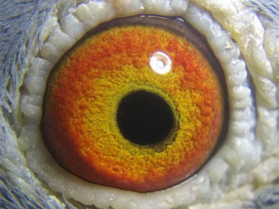 ��ָ�㣺������զ��ԣ�