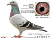 �����ƻ�������ɼ��뻥��