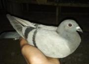 ������ӥϮ�� ����С�������