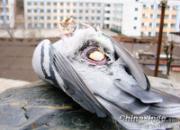�ᱼ��һ�������ָ��Ѳ�����