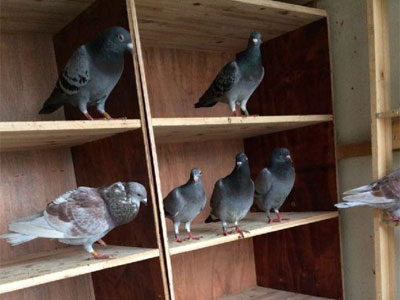 ������ƽ���߲���̨С��