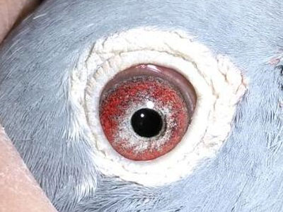 ׼��������ĸ������