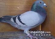 ǳ̸̨�룺���������� ��������ѱ��
