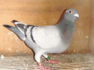 ȫ��򳬼����--Ī�ֿ������