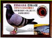 �ֲ�59ϵ�س������������������˺���