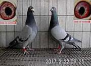 �ҵ�һ�Ի�Ѫ��