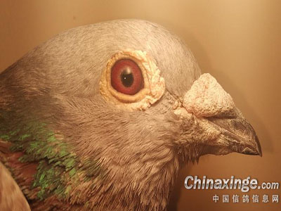 �������ɫ��ϵ ��ɫϵ��Ϊ�ջ�