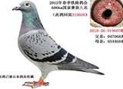 ��Ѫ�۸�068 �ᴿ�Ӵ�˶������