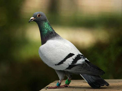 �����ԡ����֣�30�����Ϊ�� �Ե�����