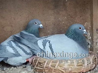 �������������ۣ�