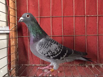 �������ܸ��Ƽ��⣿