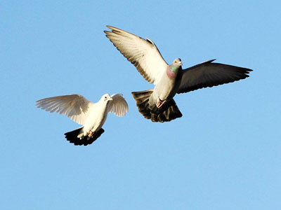 ���ۣ���Զ�̲��� ����Ϊû�˳�����