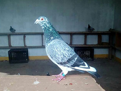 ������ϳ����뻨ֵ����